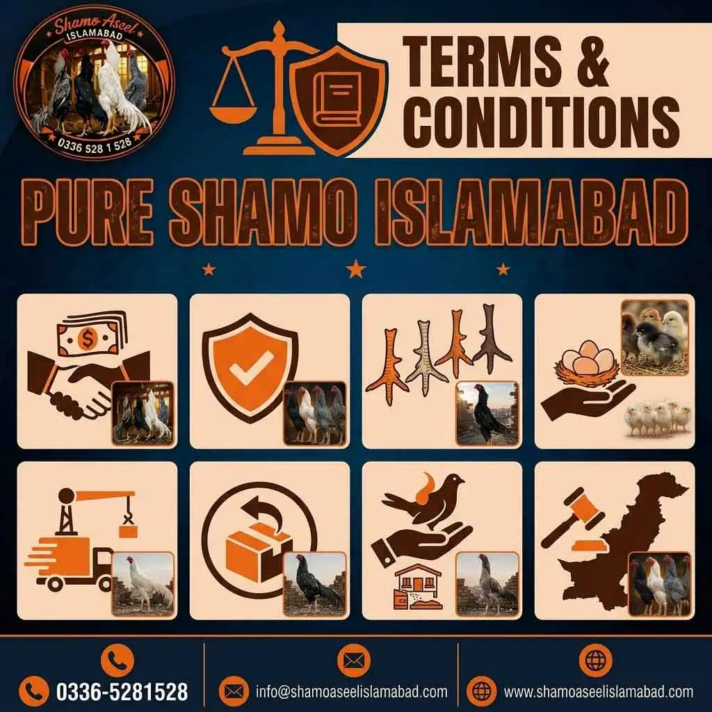 Pure King O Shamo Aseel for Sale in Islamabad, Pakistan – Fertile Eggs, Chicks & Breeders