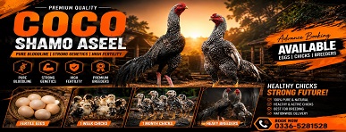 Pure Coco King O Shamo Aseel Eggs Chicks and Breeders for Sale in Islamabad Pakistan