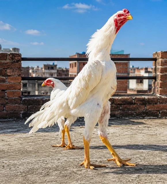 White Shamo Aseel 1-Month Chicks for Sale in Islamabad
