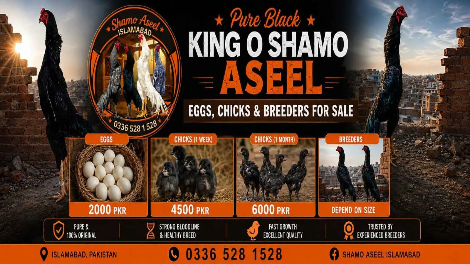 Black Shamo Aseel Pure Bloodline Bird for Sale in Islamabad Pakistan