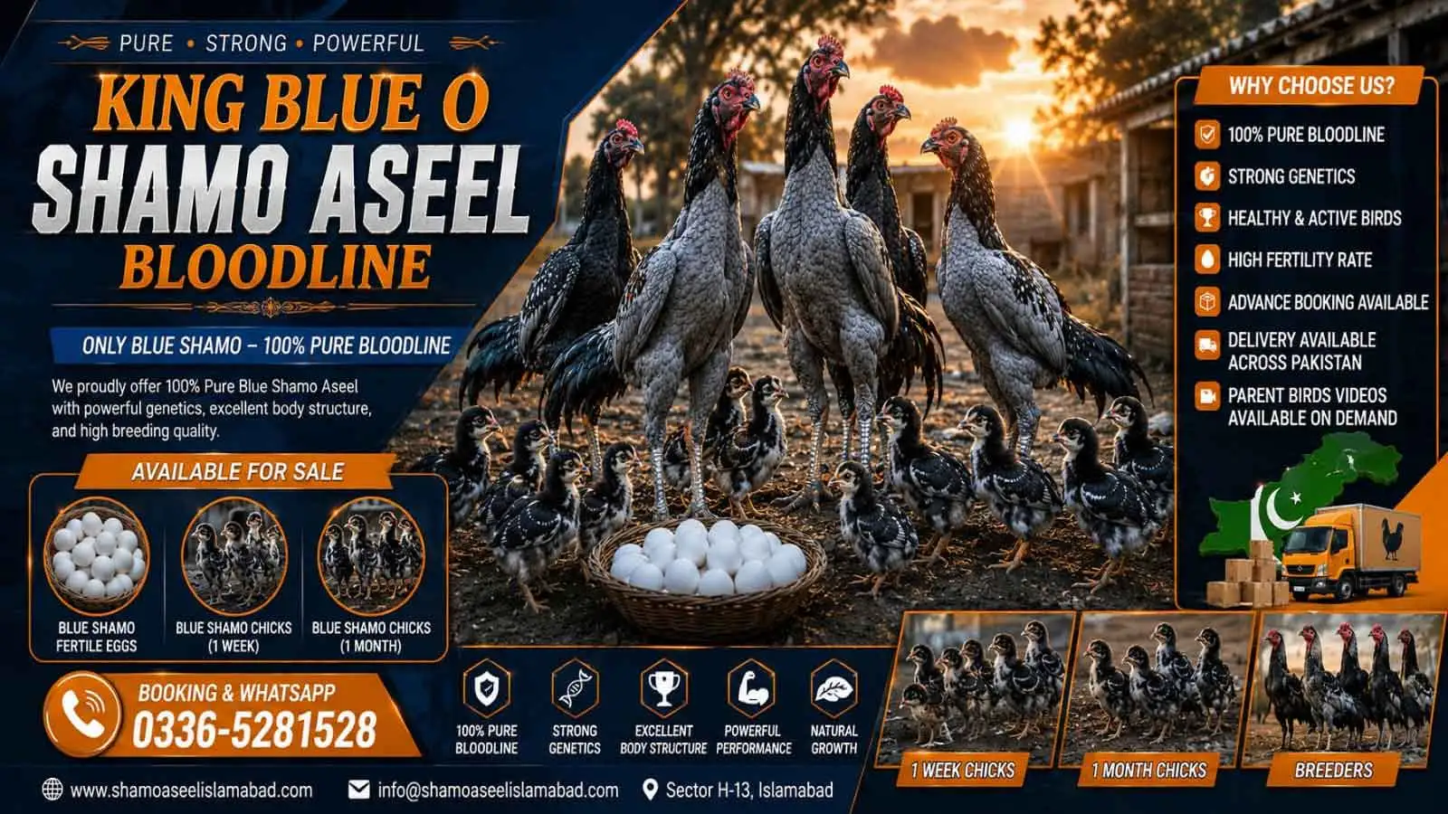 Pure Blue King O Shamo Aseel Eggs Chicks and Breeders for Sale in Islamabad Pakistan