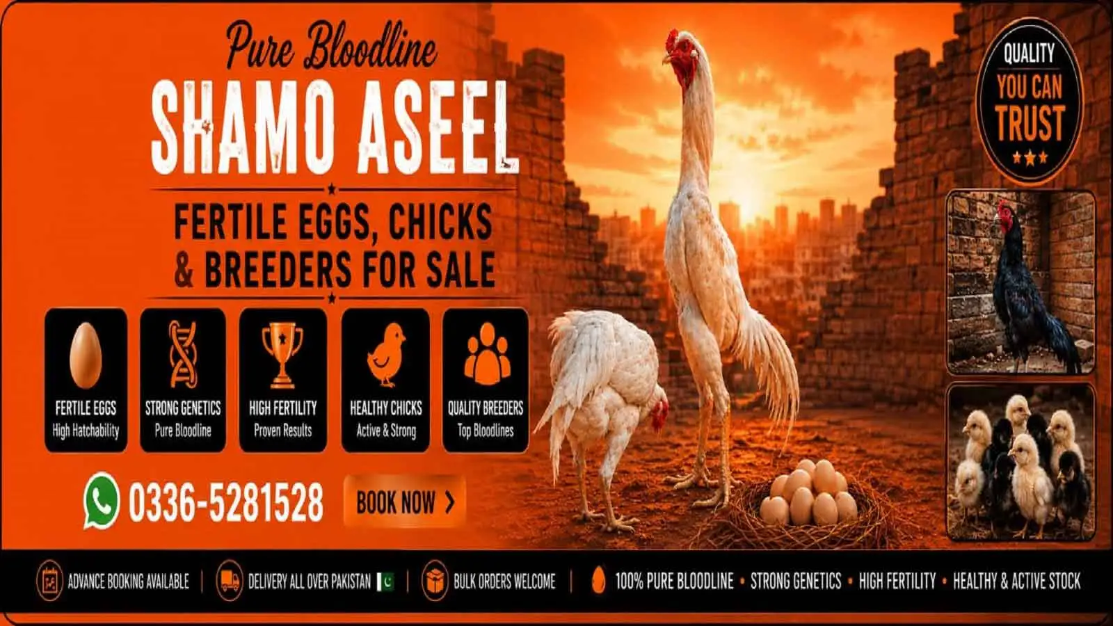 Pure White King O Shamo Aseel Eggs Chicks and Breeders for Sale in Islamabad Pakistan