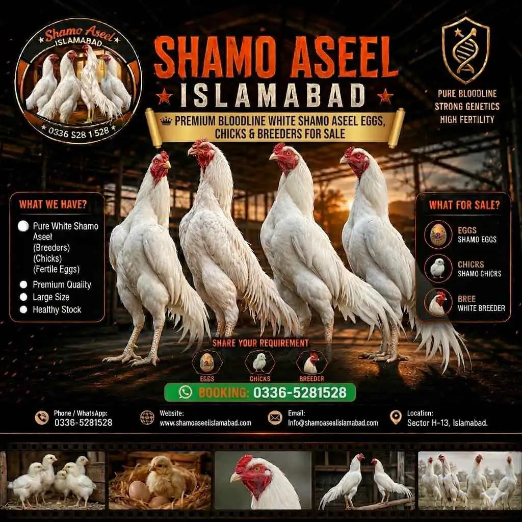 Pure King O Shamo Aseel for Sale in Islamabad Pakistan