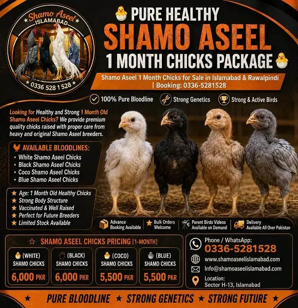 King O Shamo 1-Month Chicks for Sale in Islamabad