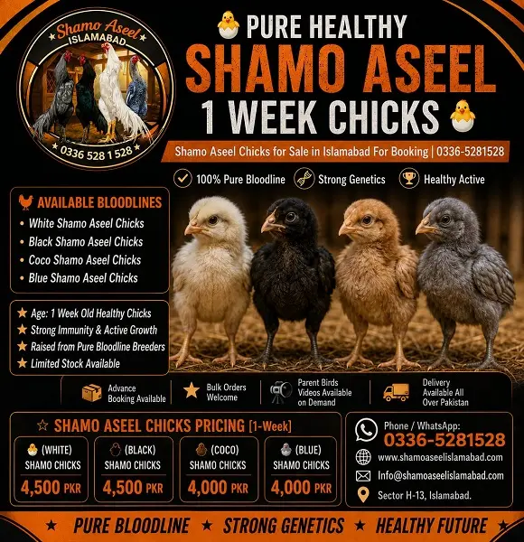 King O Shamo 1-Week Chicks for Sale in Islamabad
