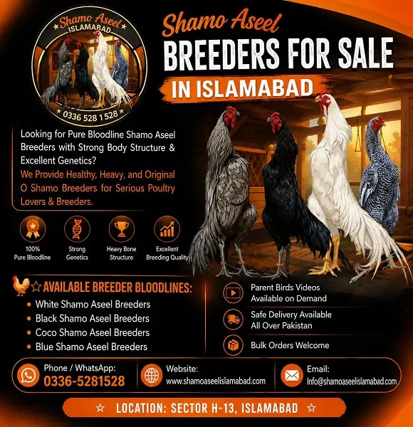 Pure Shamo Aseel Breeders for Sale in Islamabad Pakistan