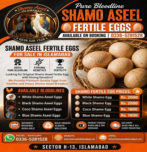 King O Shamo Fertile Eggs for Sale in Islamabad