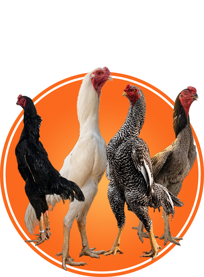 Premium White Black Blue and Coco Shamo Aseel Eggs Chicks and Breeders in Islamabad