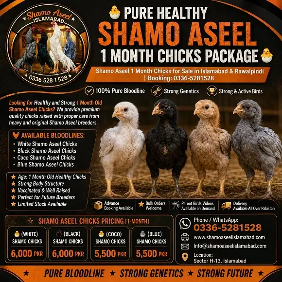 1 Month Shamo Aseel Chicks for Sale in Islamabad
