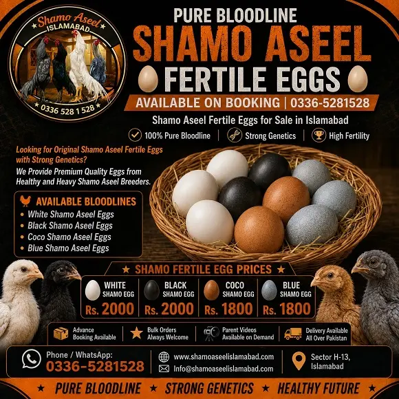 Shamo Aseel Fertile Eggs for Sale in Islamabad