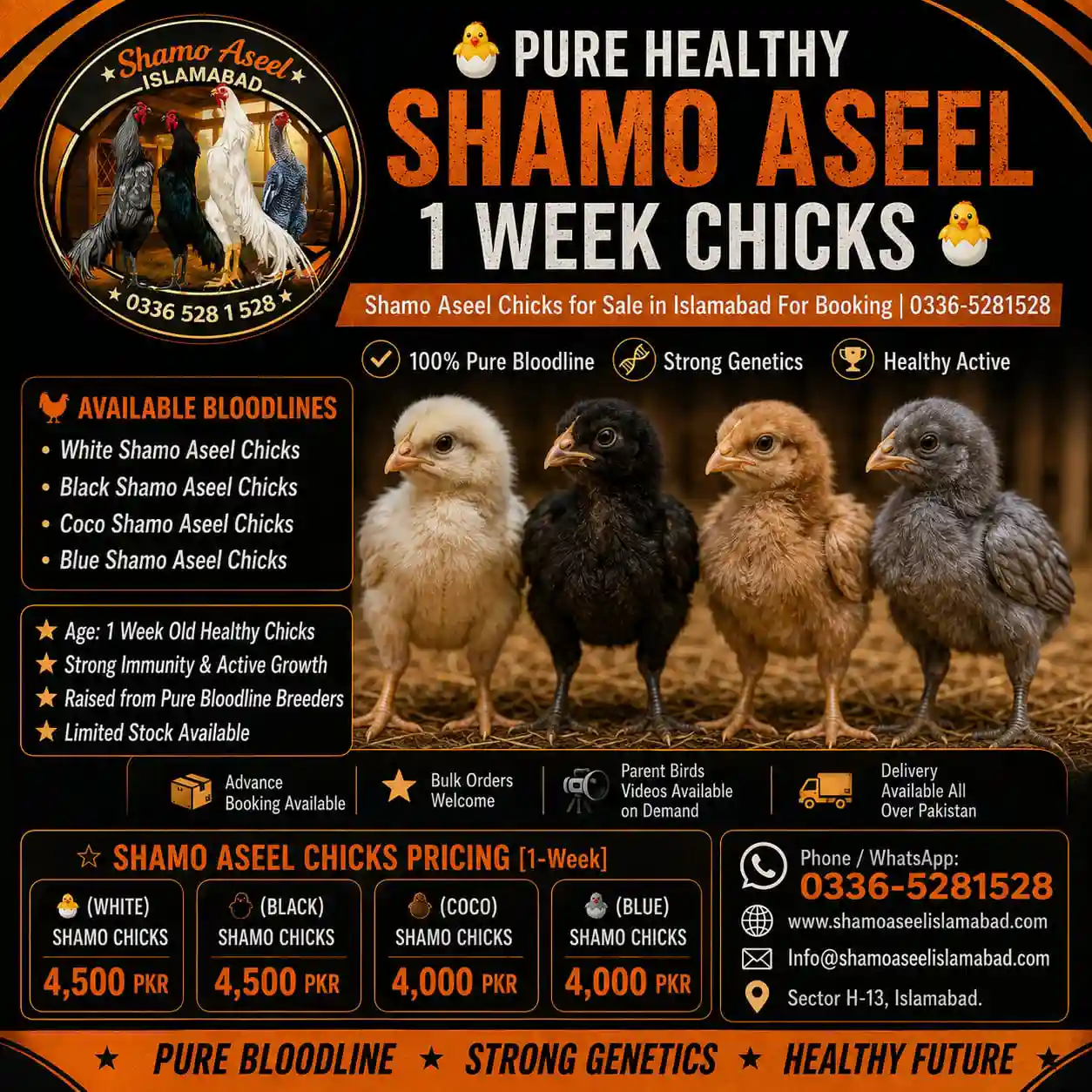 King O Shamo 1-Month Chicks for Sale in Islamabad