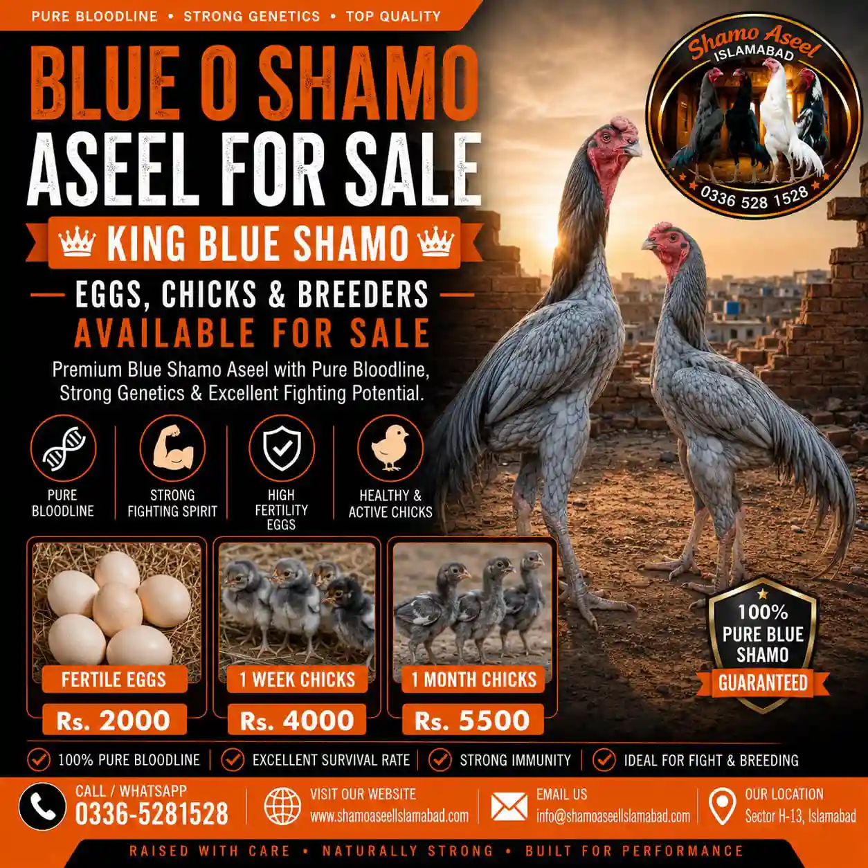 Pure Blue King O Shamo Aseel Eggs Chicks and Breeders for Sale in Islamabad Pakistan