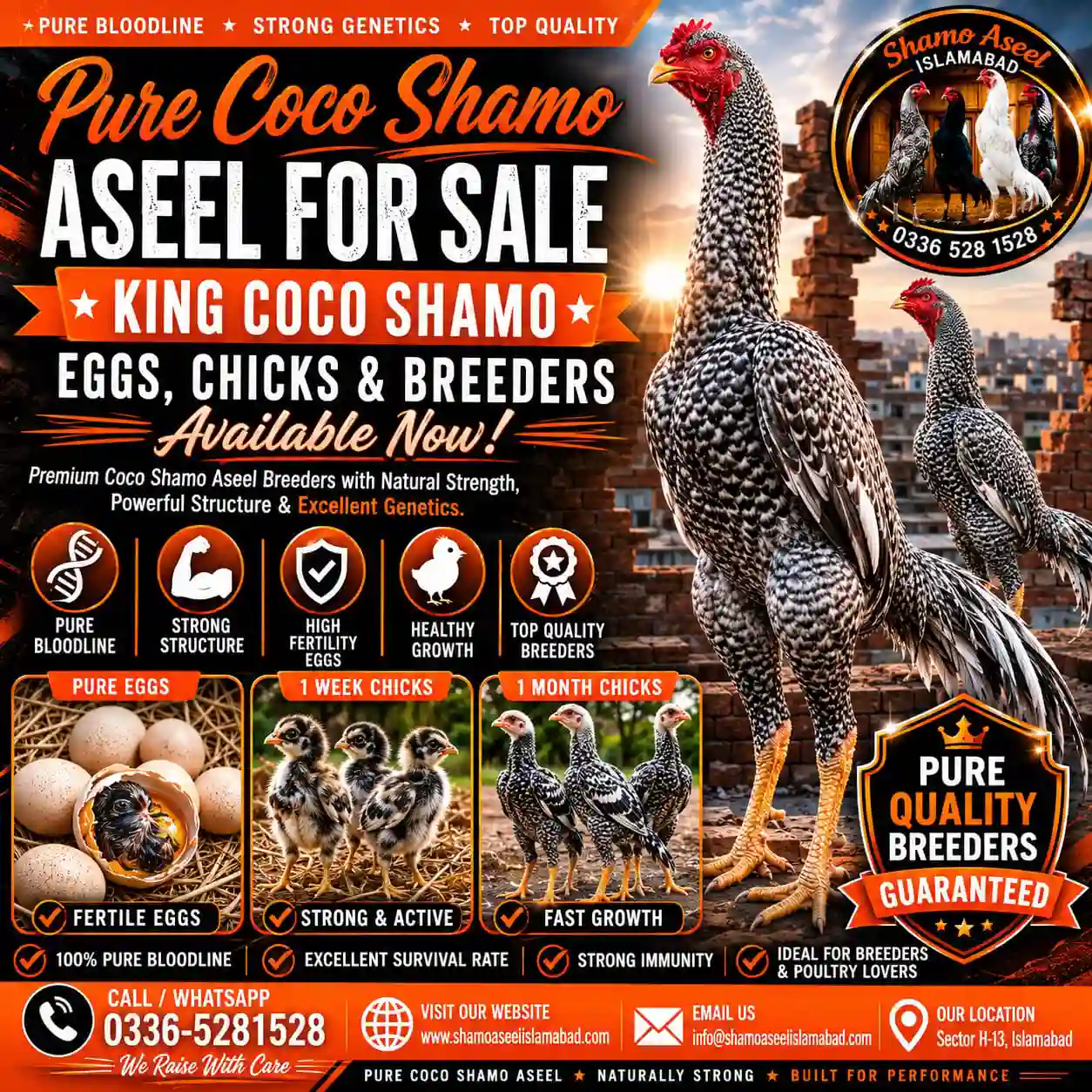 1 Month Shamo Aseel Chicks for Sale in Islamabad