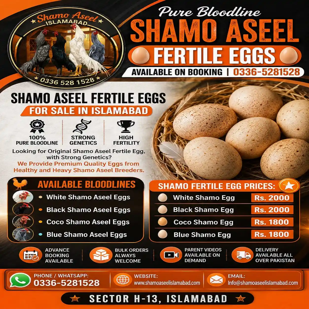 Shamo Aseel Fertile Eggs for Sale in Islamabad Pakistan
