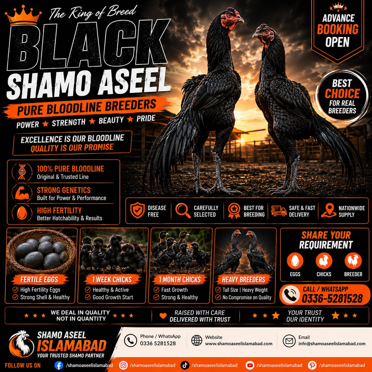 Pure Black King O Shamo Aseel Eggs Chicks and Breeders for Sale in Islamabad Pakistan