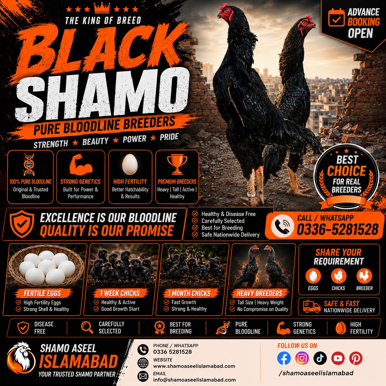 Black Shamo Aseel 1 Month for Sale in Islamabad