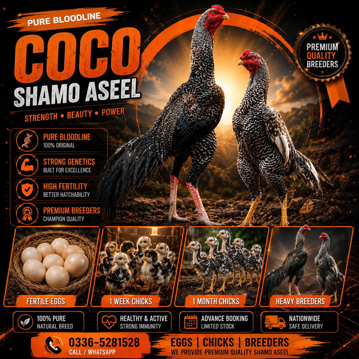 Pure Coco King O Shamo Aseel for Sale in Islamabad Pakistan