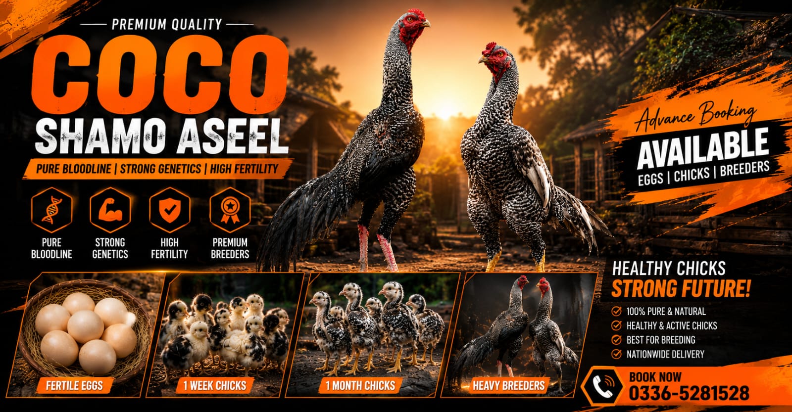 Pure Coco King O Shamo Aseel for Sale in Islamabad Pakistan