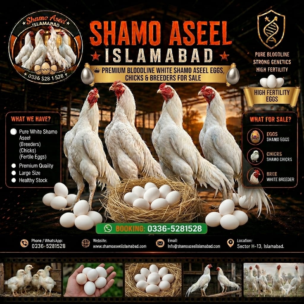 1 Month White Shamo Aseel Chicks for Sale in Islamabad