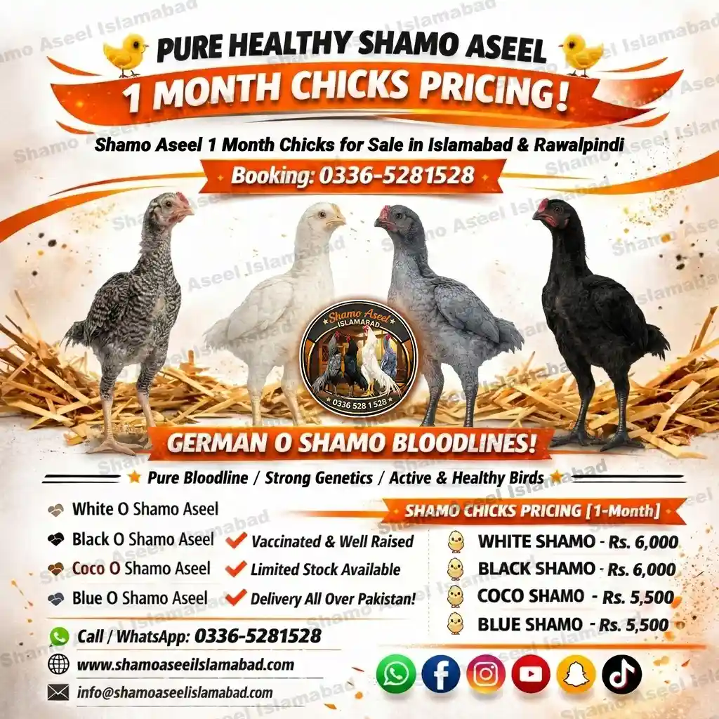 Pure Shamo Aseel Chicks in Islamabad Pakistan